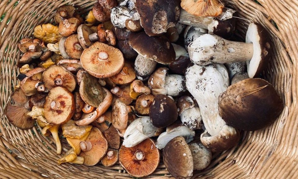 Receta de otoño 12