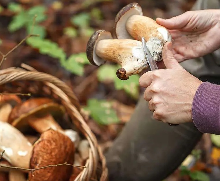 Receta de otoño 3