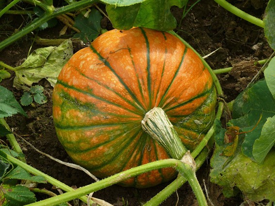 empanada saludable de calabaza